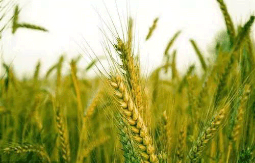 土壤檢測需要哪些設備？常用儀器介紹