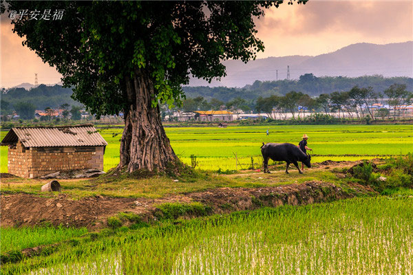 土壤養分速測儀為植物生長提供全程解決方案 土壤養分速測儀為植物生長提供全程解決方案
