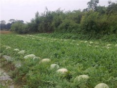 土壤墑情速測儀在現代土壤墑情監測中的作用