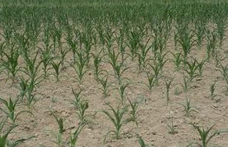 植物生長(zhǎng)干涸的環(huán)境 植物生長(zhǎng)干涸的環(huán)境