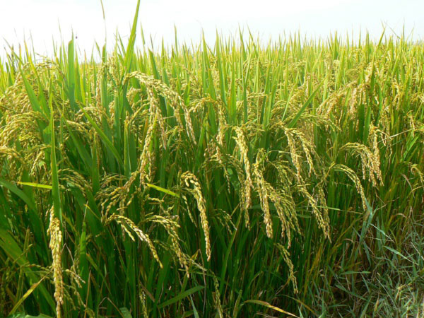 風途FT-LORA土壤墑情監(jiān)測系統(tǒng)詳情 風途FT-LORA土壤墑情監(jiān)測系統(tǒng)詳情