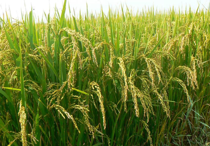 農田土壤墑情數據采集模塊工作原理 農田土壤墑情數據采集模塊工作原理