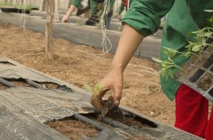 土壤墑情的監測方法哪種好？