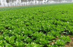 土壤墑情監測需要怎么取樣？