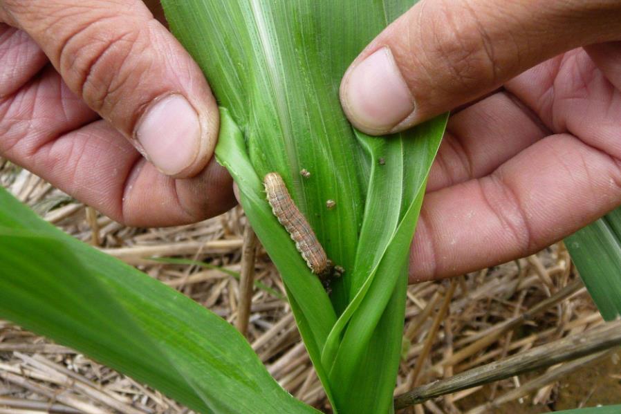 河南大部土壤墑情適宜 秋糧長勢總體良好 河南大部土壤墑情適宜 秋糧長勢總體良好