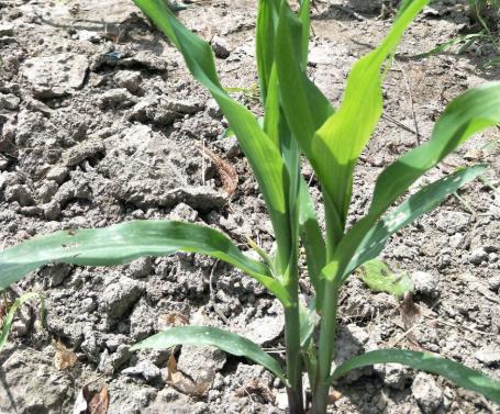 土壤墑情如何實現自動監(jiān)測? 土壤墑情如何實現自動監(jiān)測?