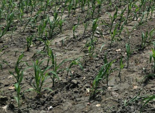 土壤墑情監(jiān)測(cè)站是怎樣的系統(tǒng)？