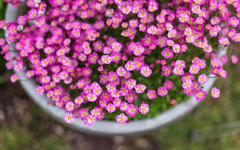 1618454975782912.jpg 花卉.jpg