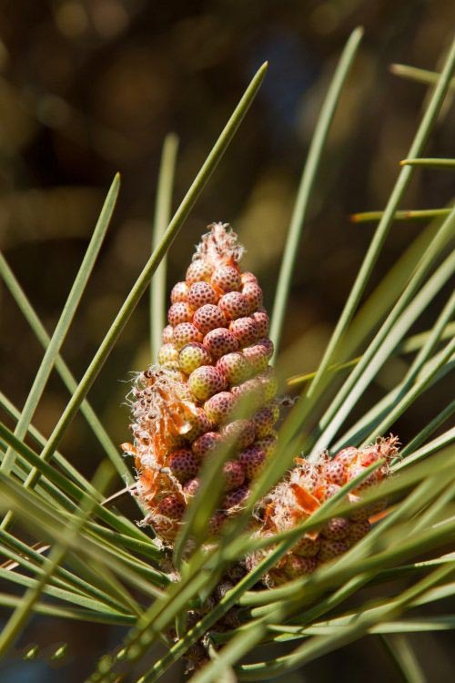 土壤水分實時監測設備是如何在菠蘿園發揮作用的？