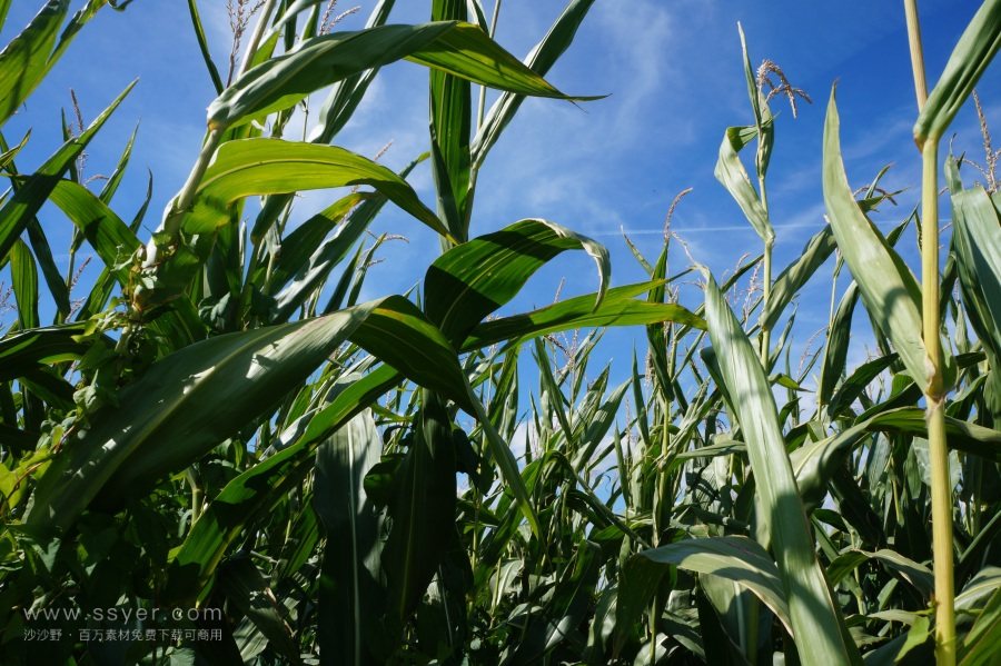 農(nóng)業(yè)節(jié)水，如何用科技支撐？